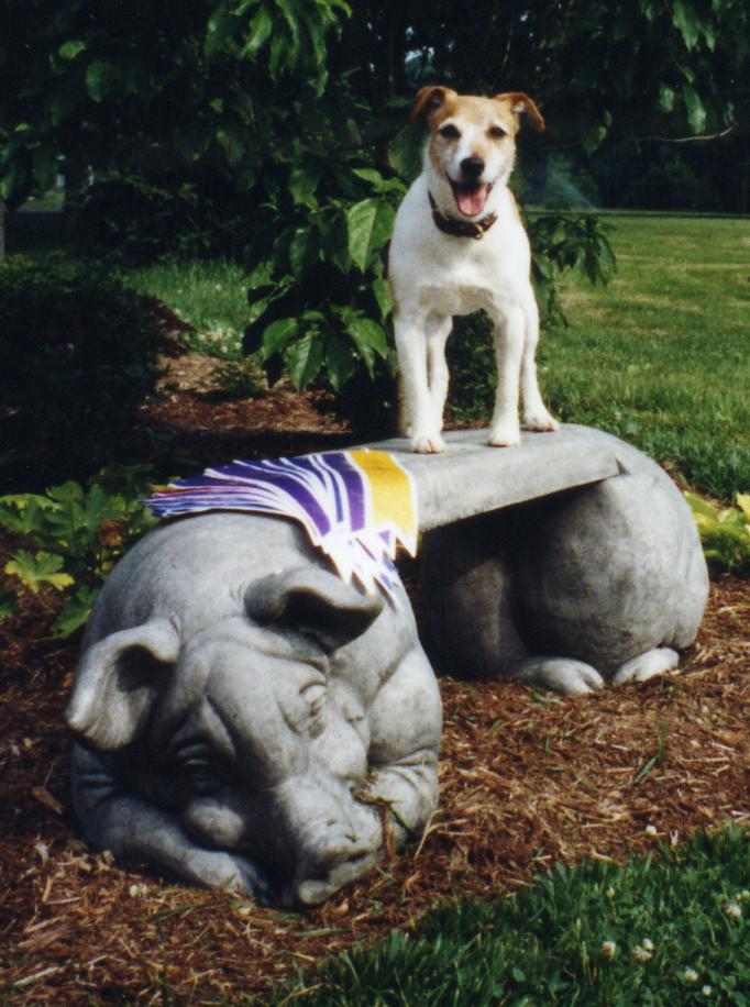 jack russell terrier on bench