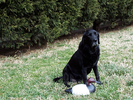 Lovely old lab picture