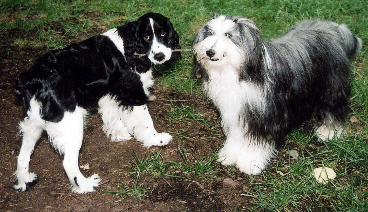2 dogs and a stick