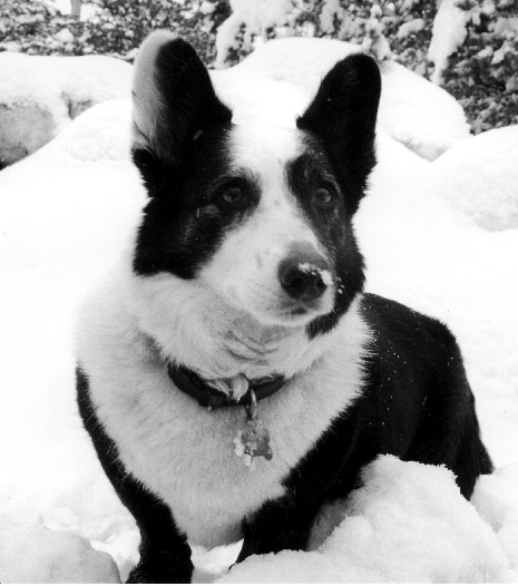 Cardigan Welsh Corgi in snow