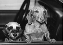 Sophie and Milo in car